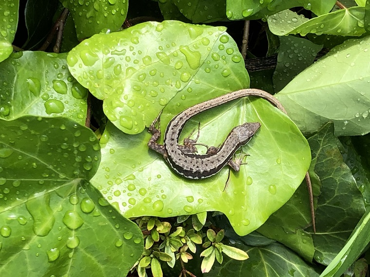 葉っぱ上のカナヘビ